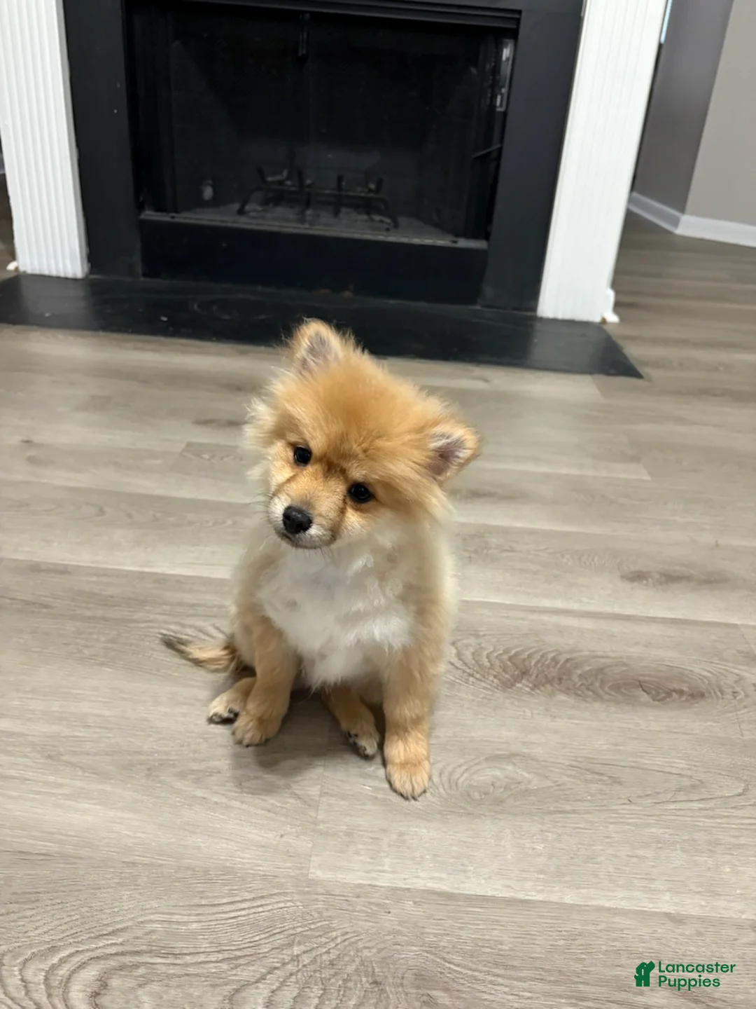 Pomeranian dogs for sale: Uno - Ad 3