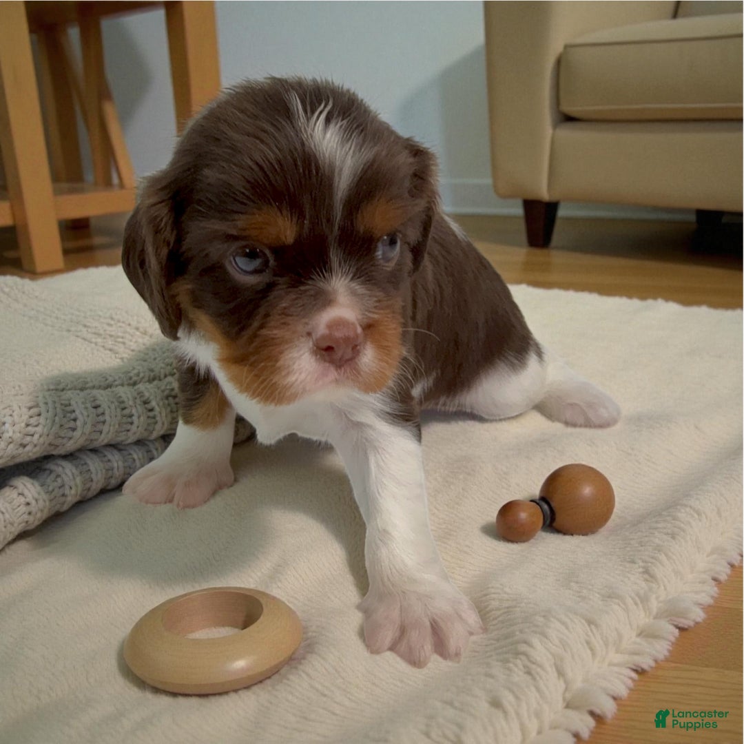 Cavalier King Charles Spaniel dogs for sale: Brownie - Ad 2
