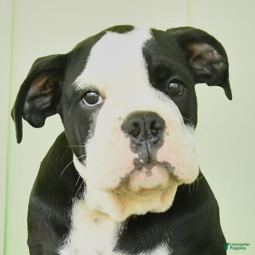 Olde English Bulldogge dogs Remi  - Ad 2