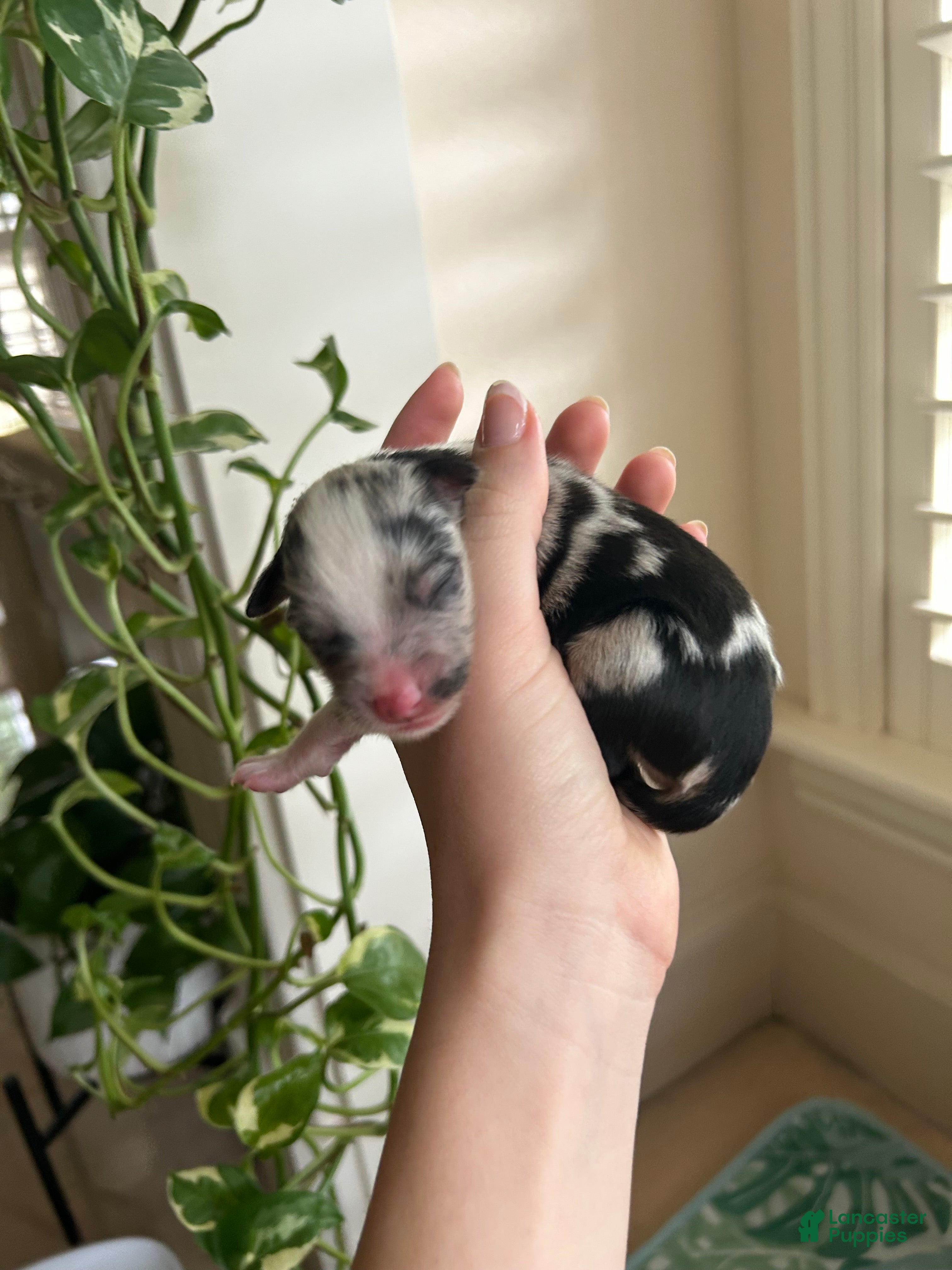 Miniature Australian Shepherd dogs Montana - Ad 18