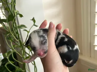 Miniature Australian Shepherd dogs Montana - Ad 17