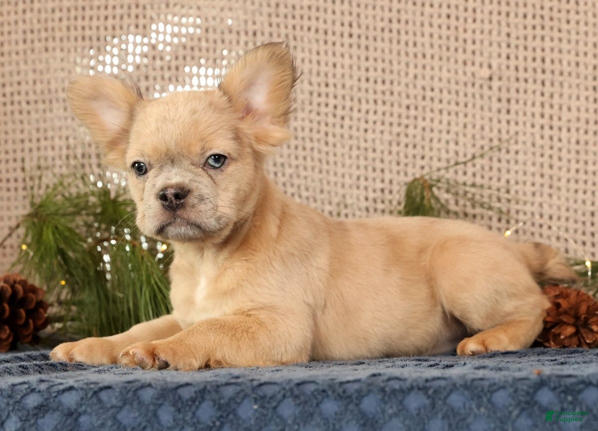 French Bulldog dogs Avril - Ad 26