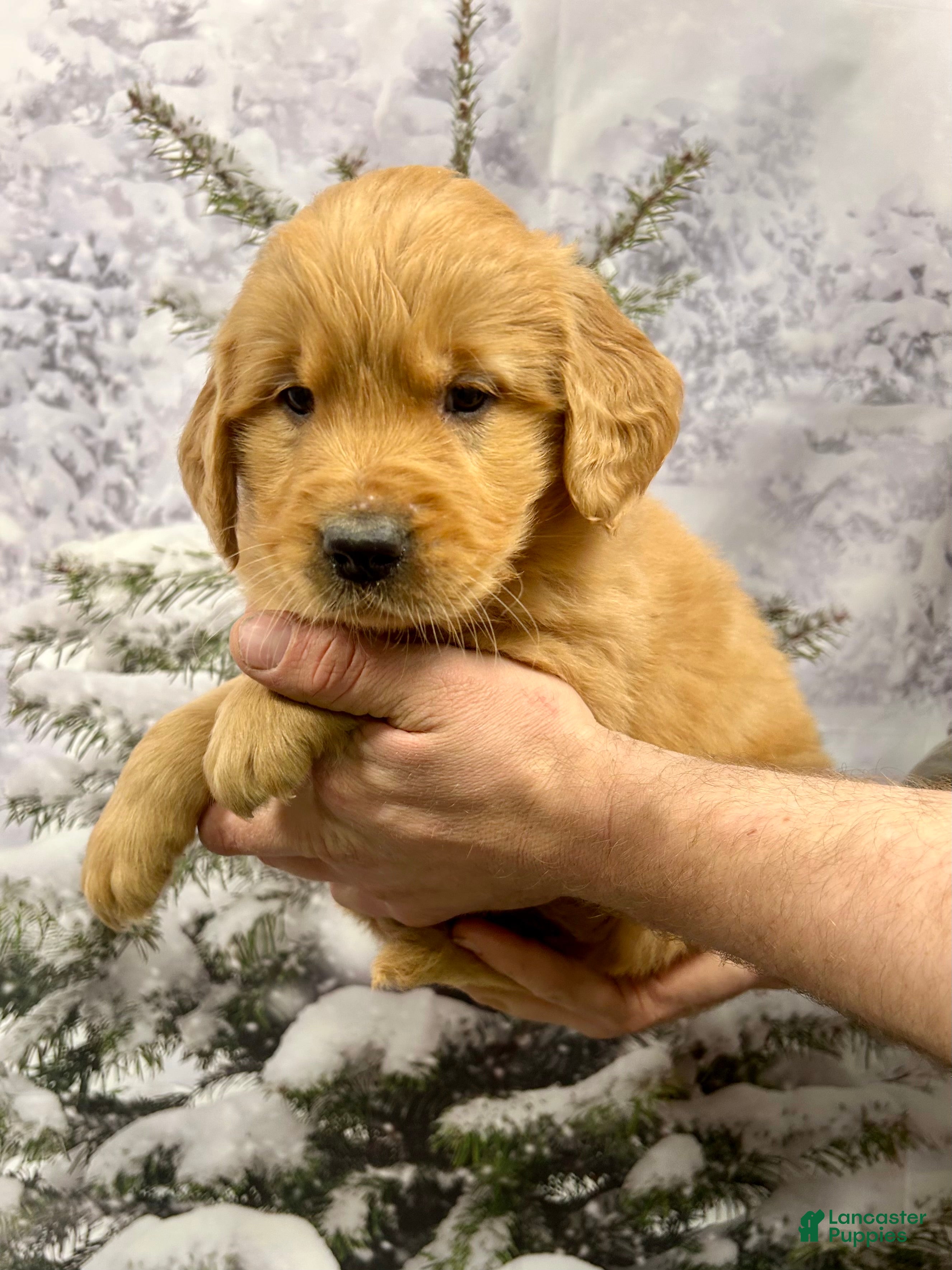 Golden Retriever dogs Duke  - Ad 2