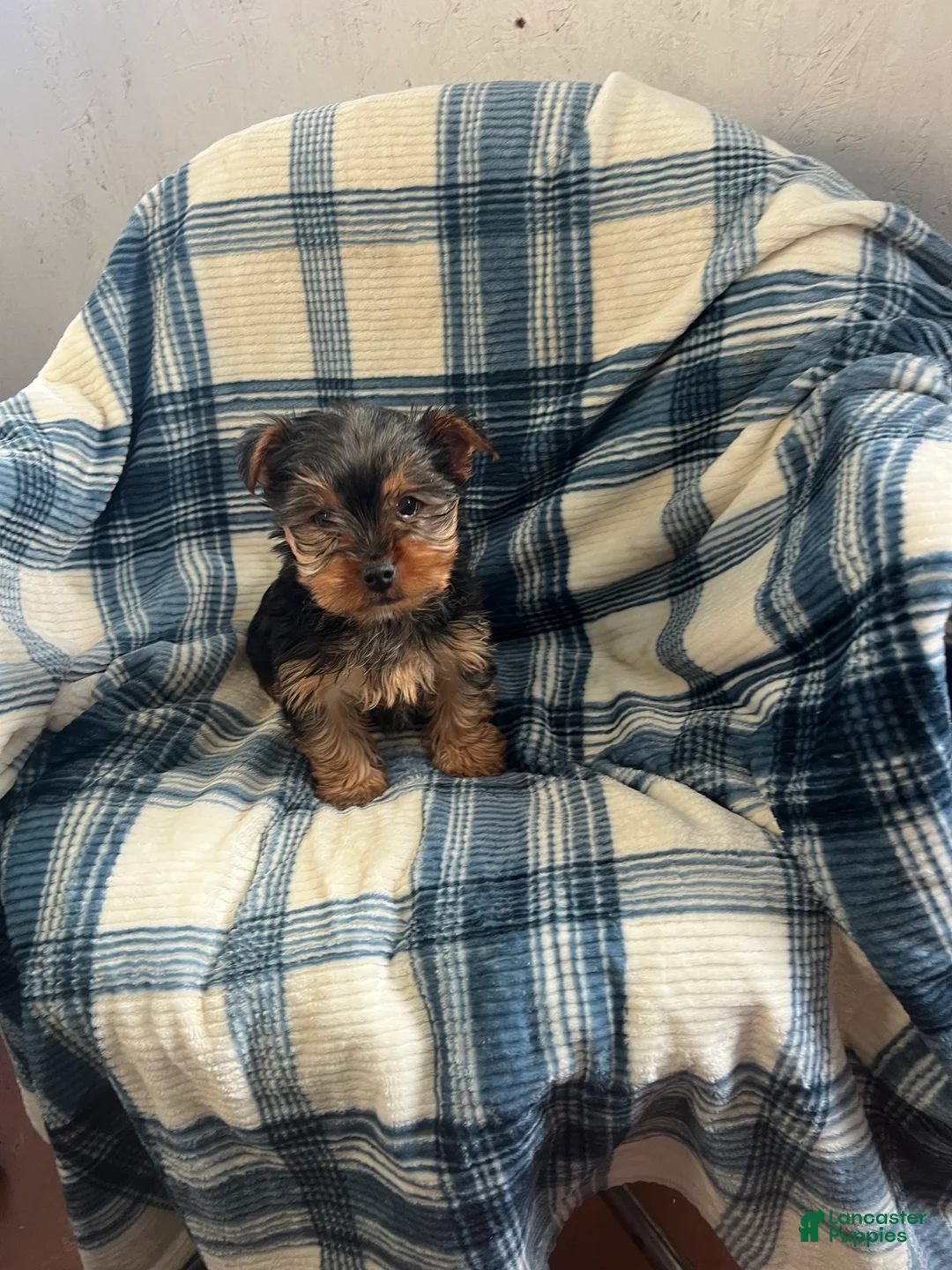 Yorkshire Terrier dogs for sale: Walter - Ad 6