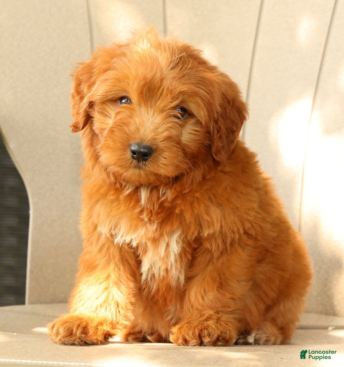 Mini Goldendoodle dogs Tucker - Ad 1