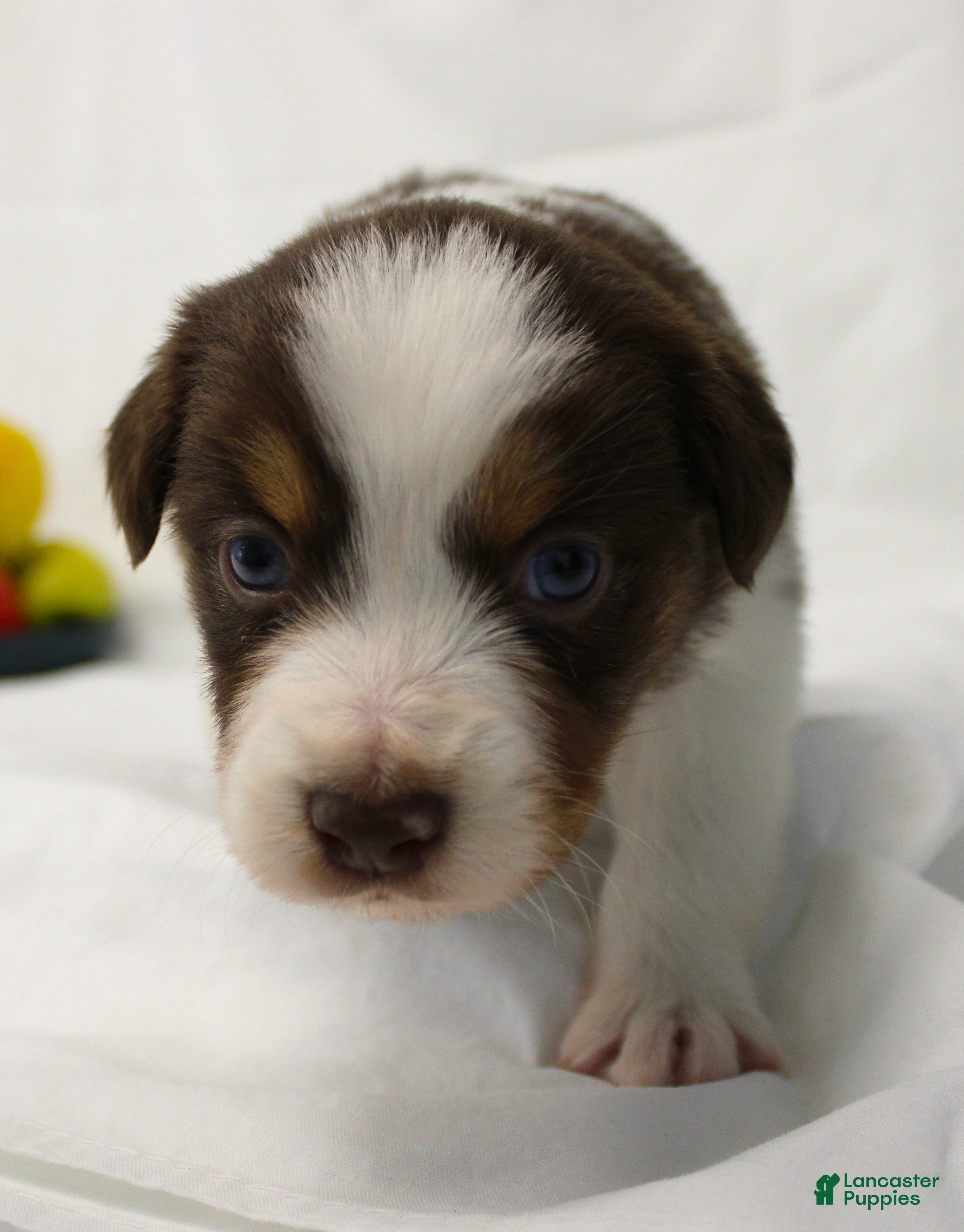 Australian Shepherd dogs Rose - Ad 2
