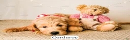 Goldendoodle dogs for sale: Corduroy - Ad 6