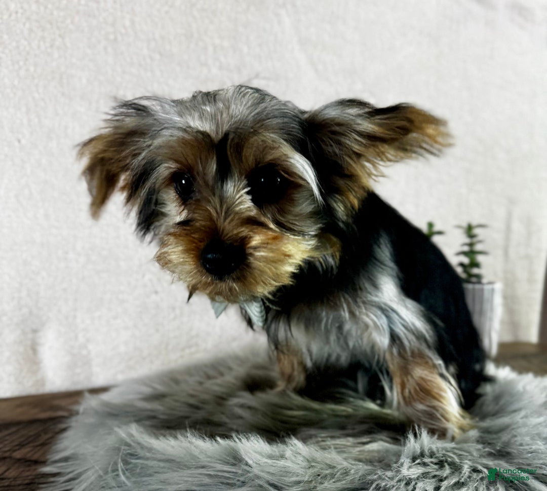 Yorkshire Terrier dogs for sale: Koby - Ad 15