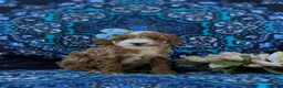 Miniature Poodle dogs for sale: Shantae - Ad 3