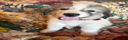 Great Pyrenees dogs for sale: Jinx - Ad 8