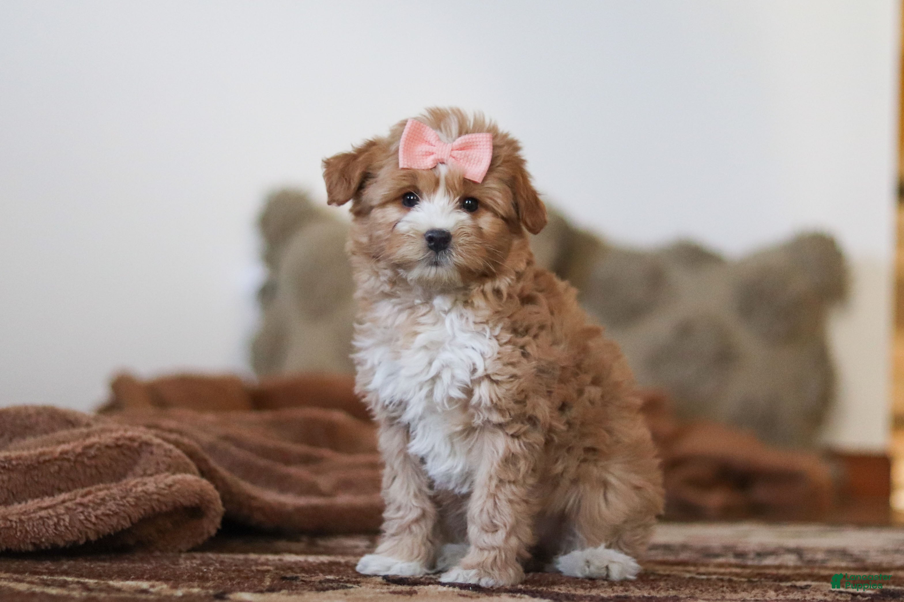 Mini Bernedoodle dogs for sale: Daisy - Ad 3