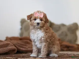 Mini Bernedoodle dogs for sale: Daisy - Ad 3