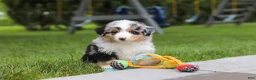 Miniature Australian Shepherd dogs for sale: Brittany - Ad 9