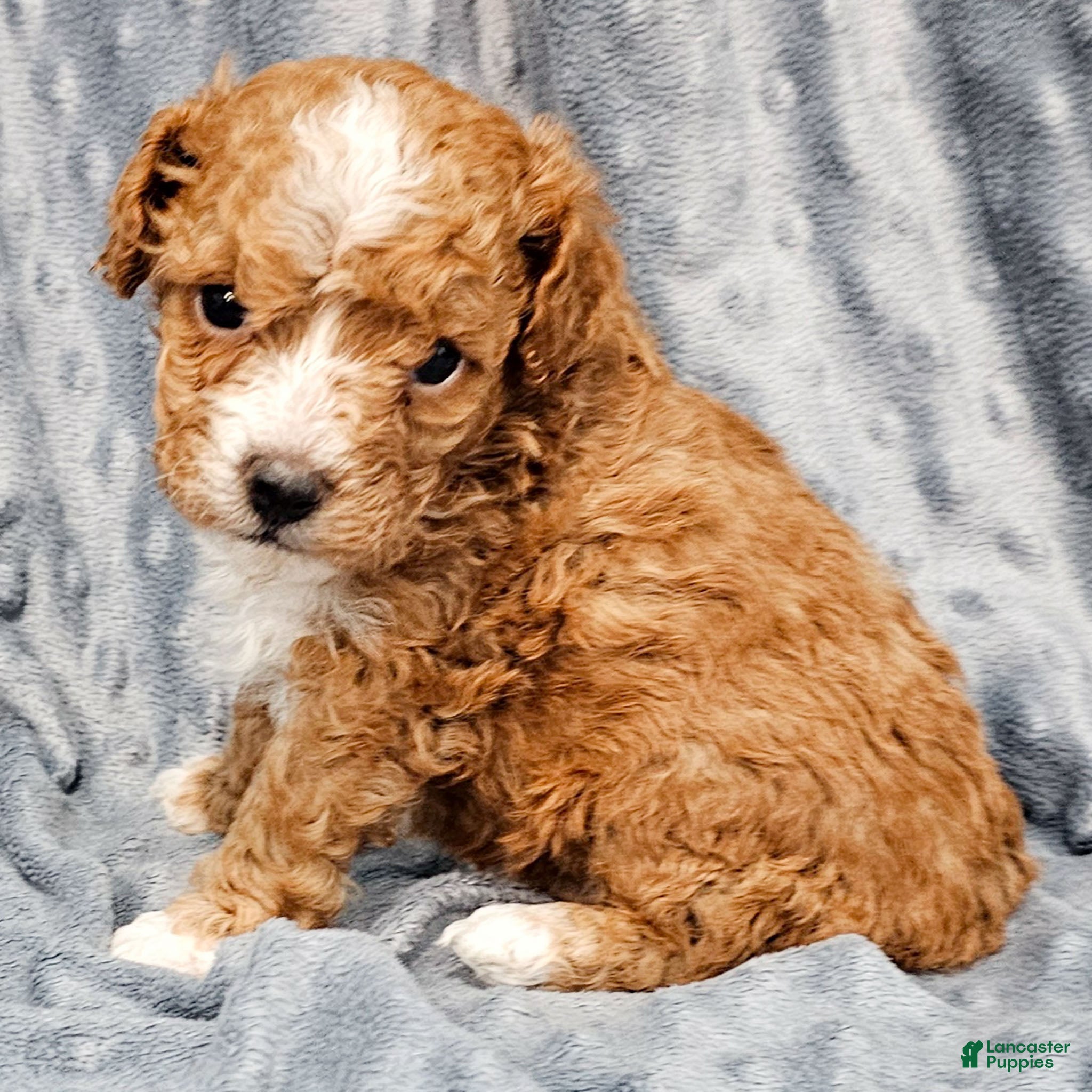 Standard Poodle dogs Coleman - Ad 10