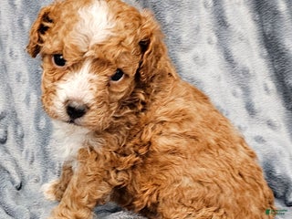 Standard Poodle dogs Coleman - Ad 42
