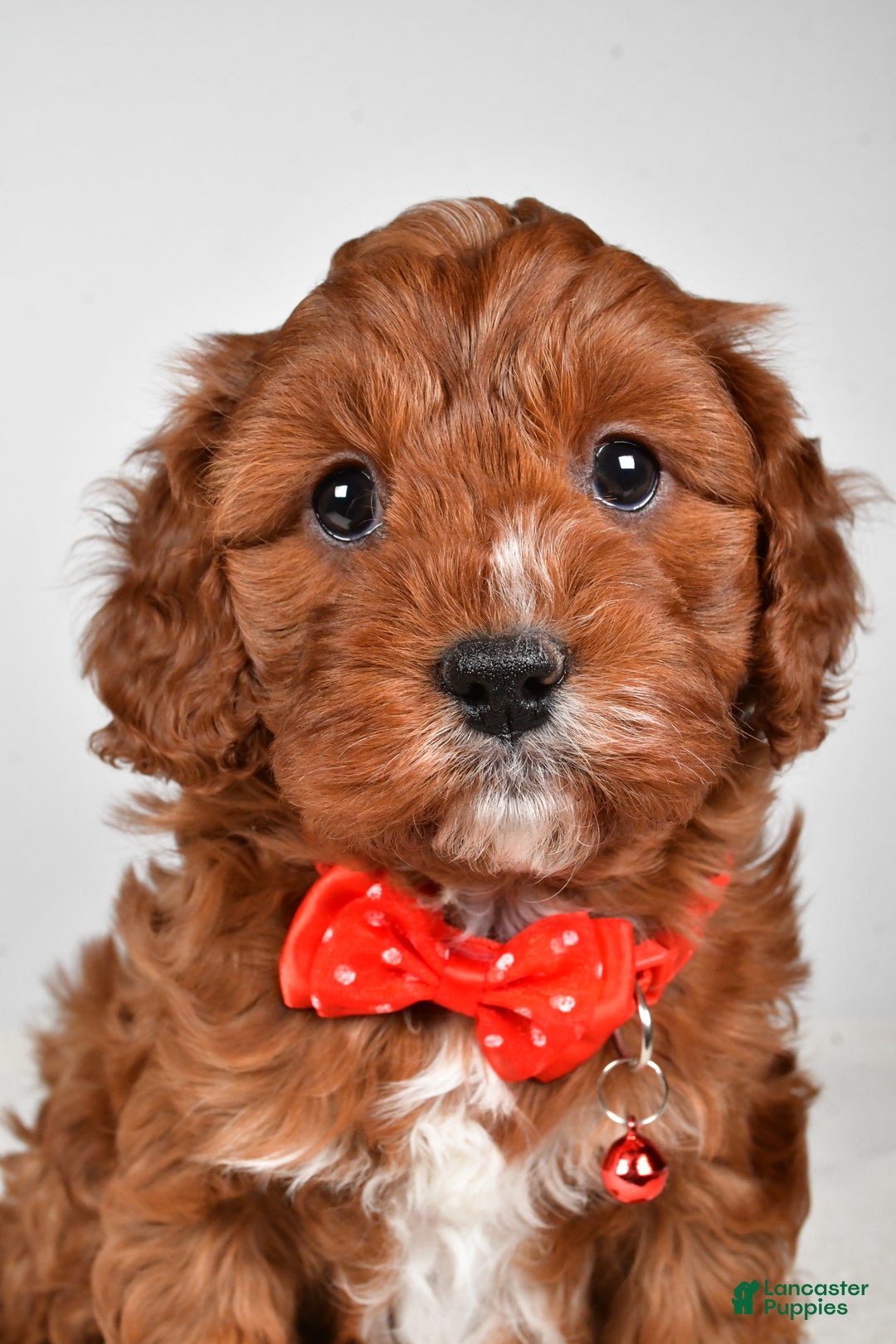 Cavapoo dogs for sale: Jack - Ad 7