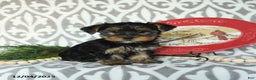 Yorkiepoo dogs for sale: Dwilyn - Ad 3