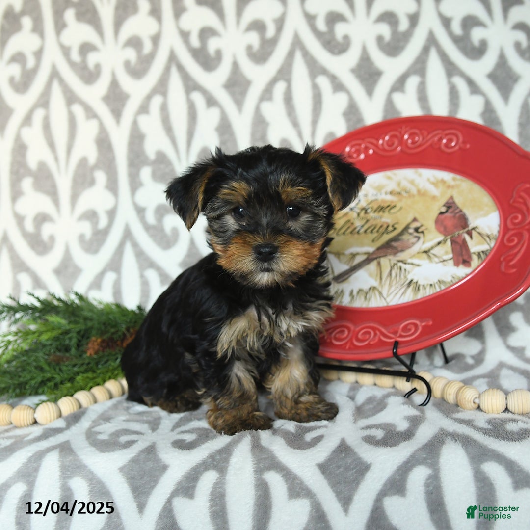 Yorkiepoo dogs for sale: Dwilyn - Ad 3