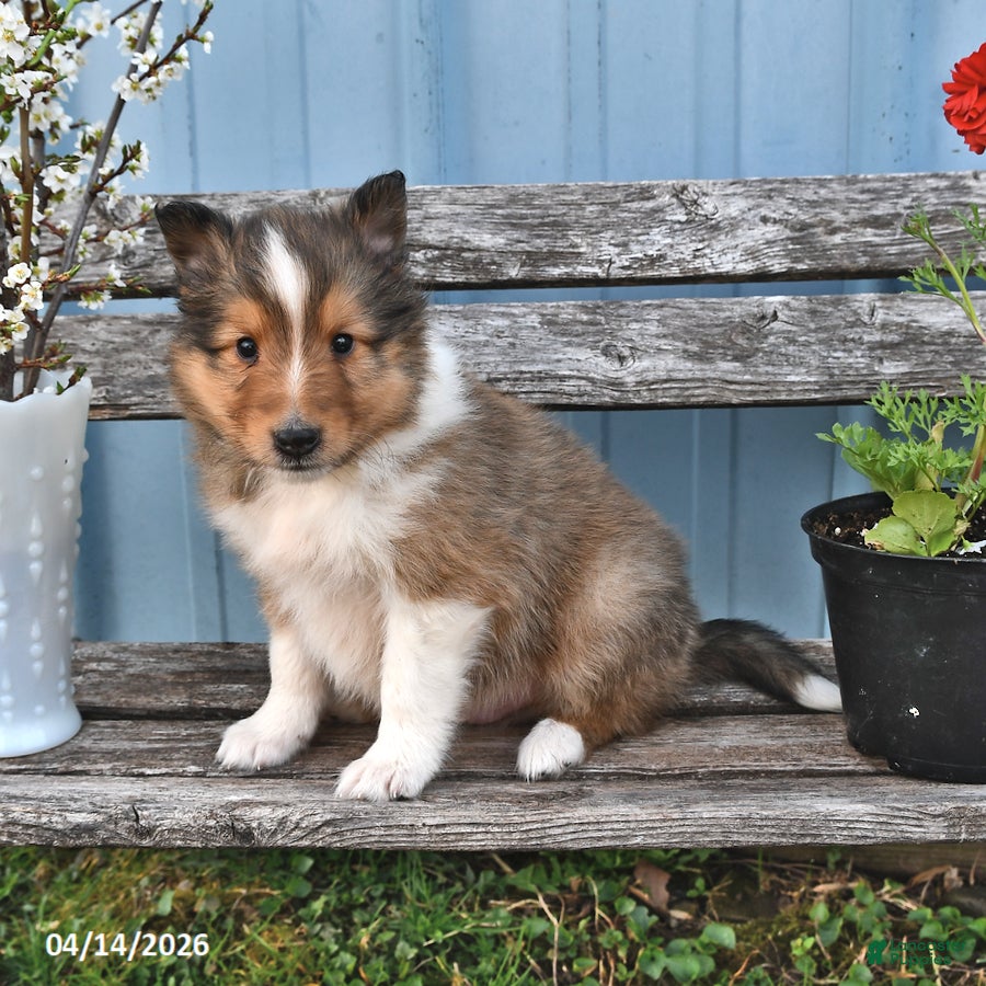 Shetland Sheepdog dogs Bobby - Ad 2