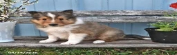 Shetland Sheepdog dogs for sale: Bobby - Ad 2