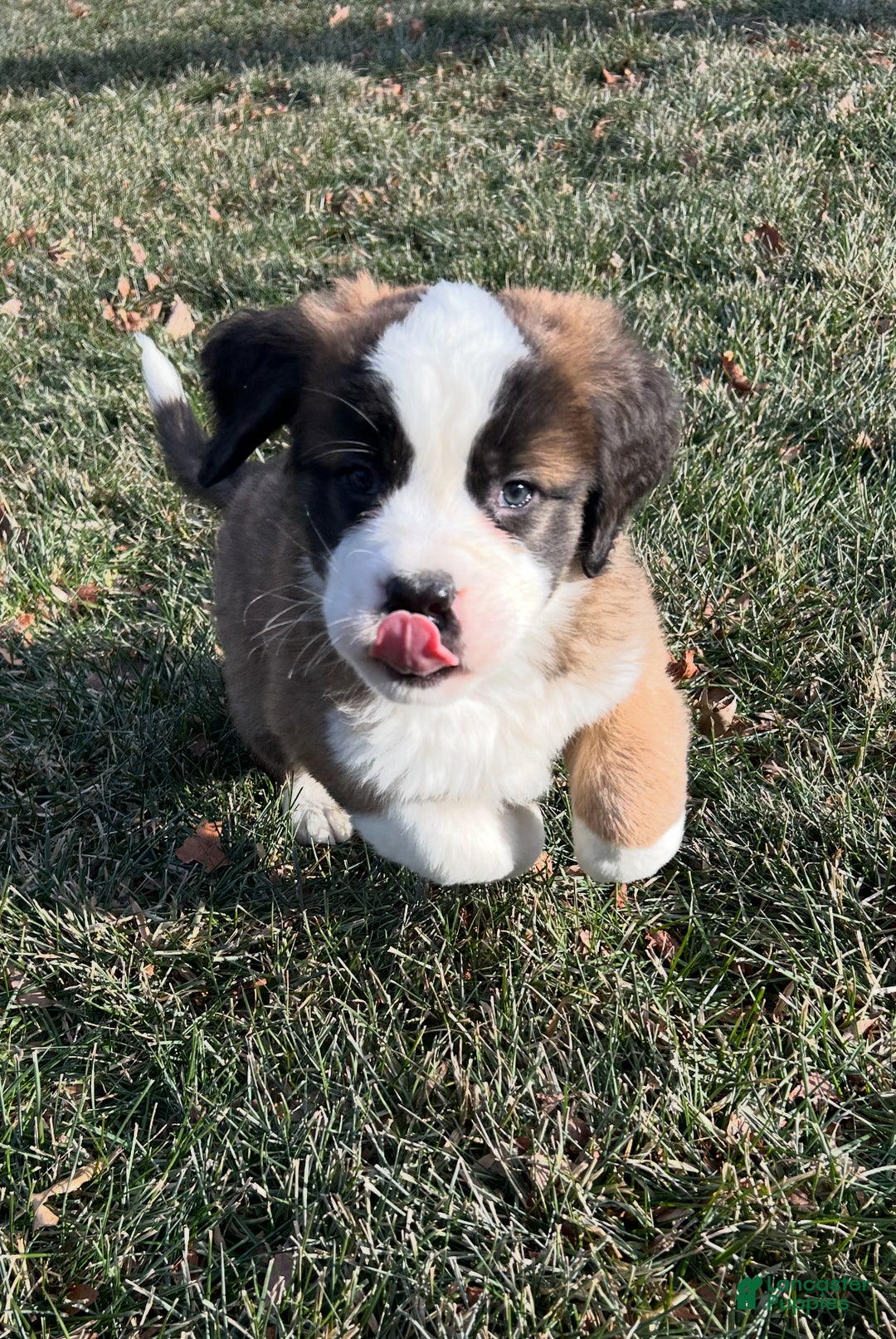 Saint Bernard dogs for sale: Whiskey - Ad 2