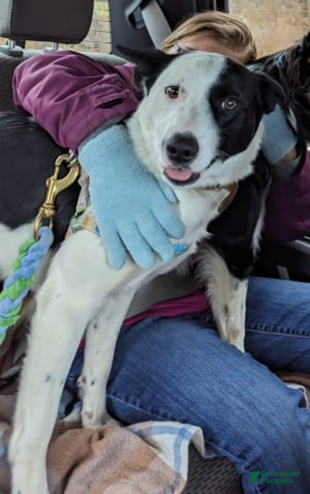 Gallery Image {{count}}