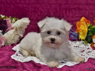 Maltese dogs for sale: Leo - Ad 1