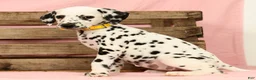 Dalmatian dogs for sale: Mandy - Ad 8