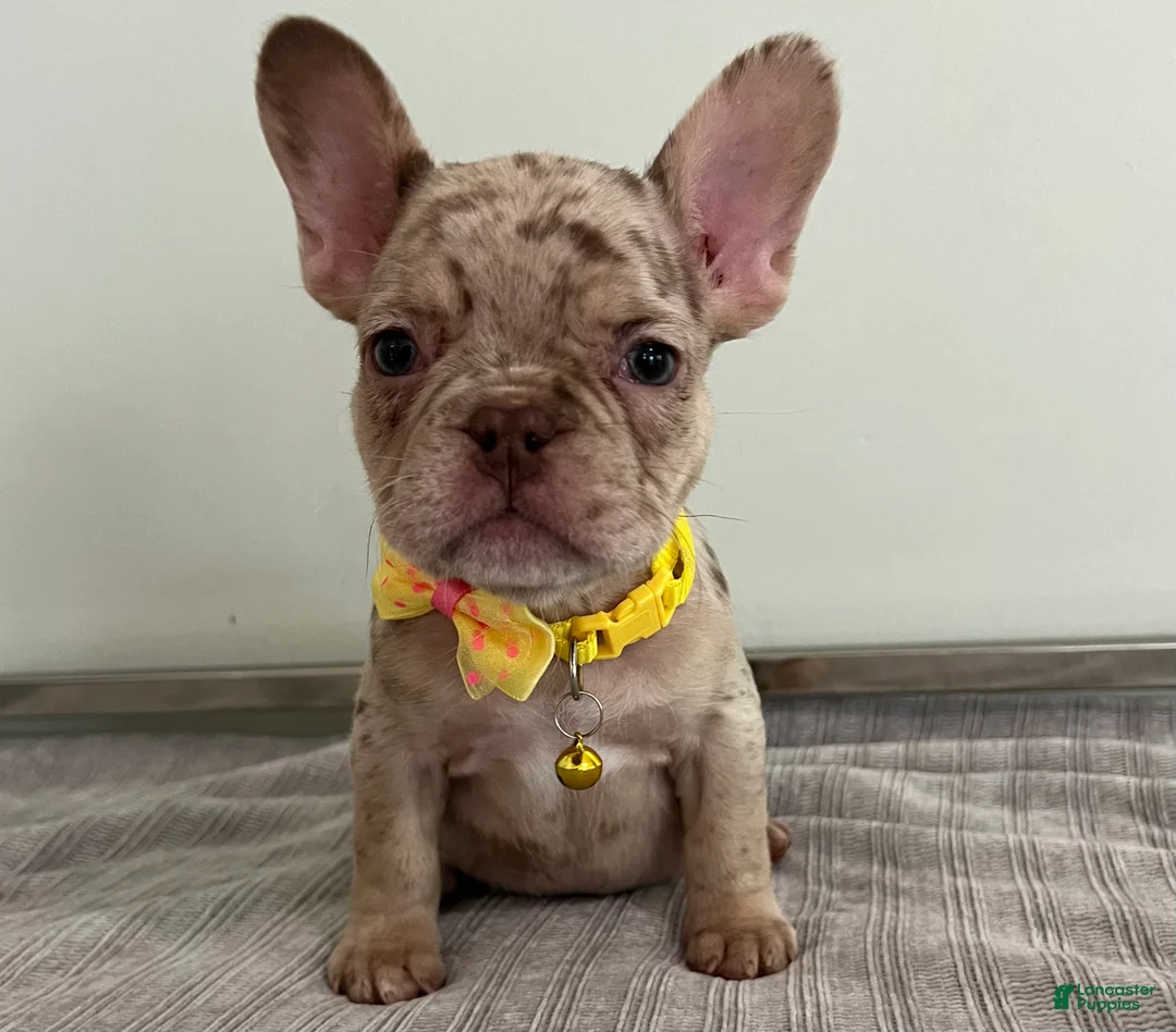 French Bulldog dogs for sale: Emma - Ad 1