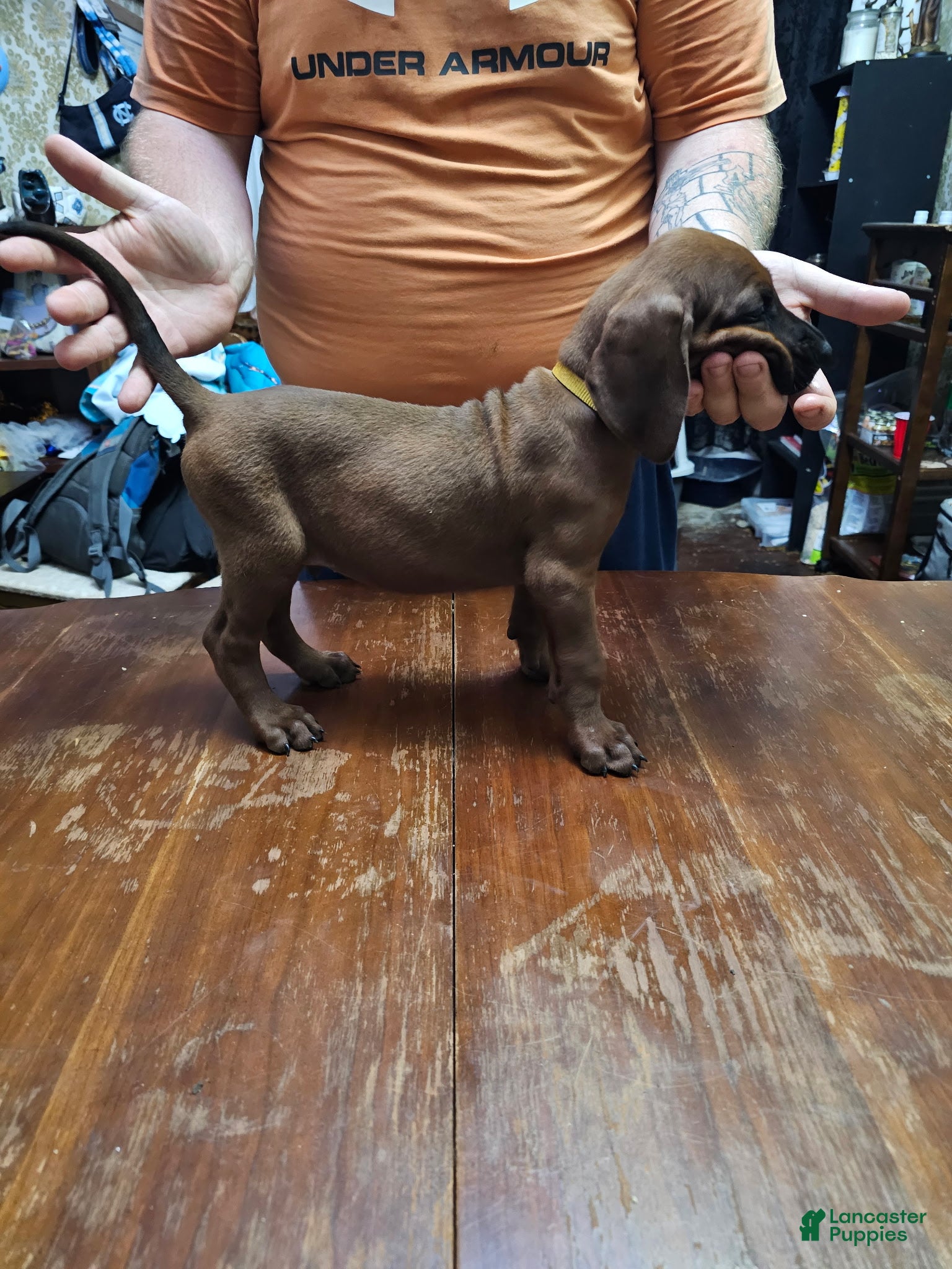 Redbone Coonhound dogs Redbone Coonhound 3(br/yellow) - Ad 2