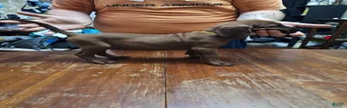 Redbone Coonhound 3(br/yellow)