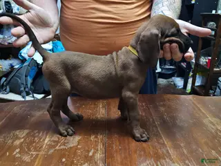 Redbone Coonhound dogs Redbone Coonhound 3(br/yellow) - Ad 35