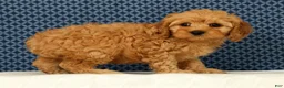 Cockapoo dogs for sale: Max - Ad 5