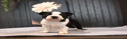 Boston Terrier dogs for sale: Patches - Ad 2