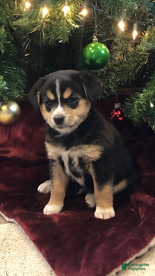 Mixed Breed dogs Saquon Barkley - Ad 14