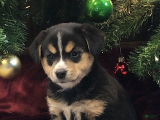 Mixed Breed dogs Saquon Barkley - Ad 14