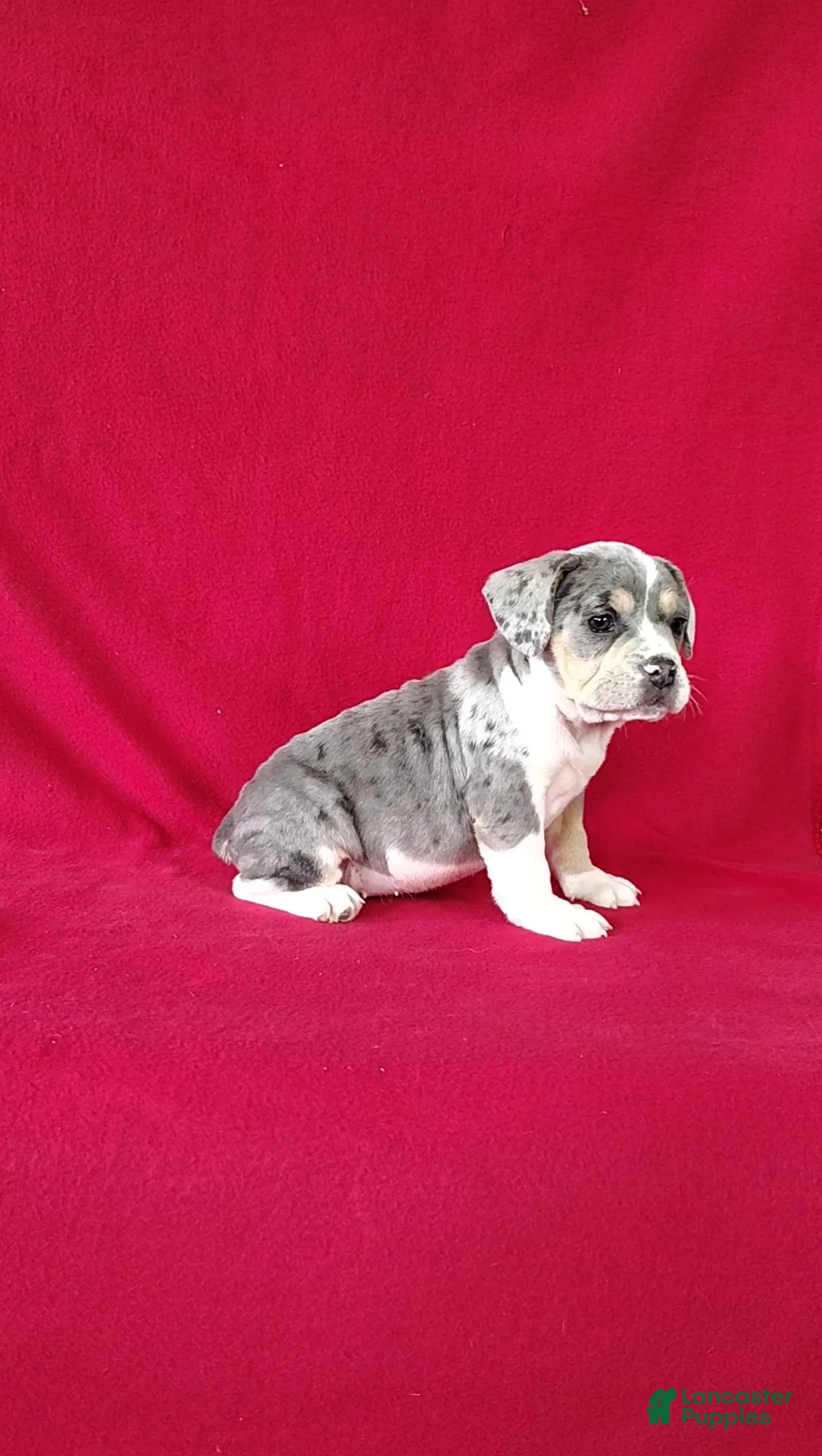 Beabull dogs for sale: Samantha - Ad 2