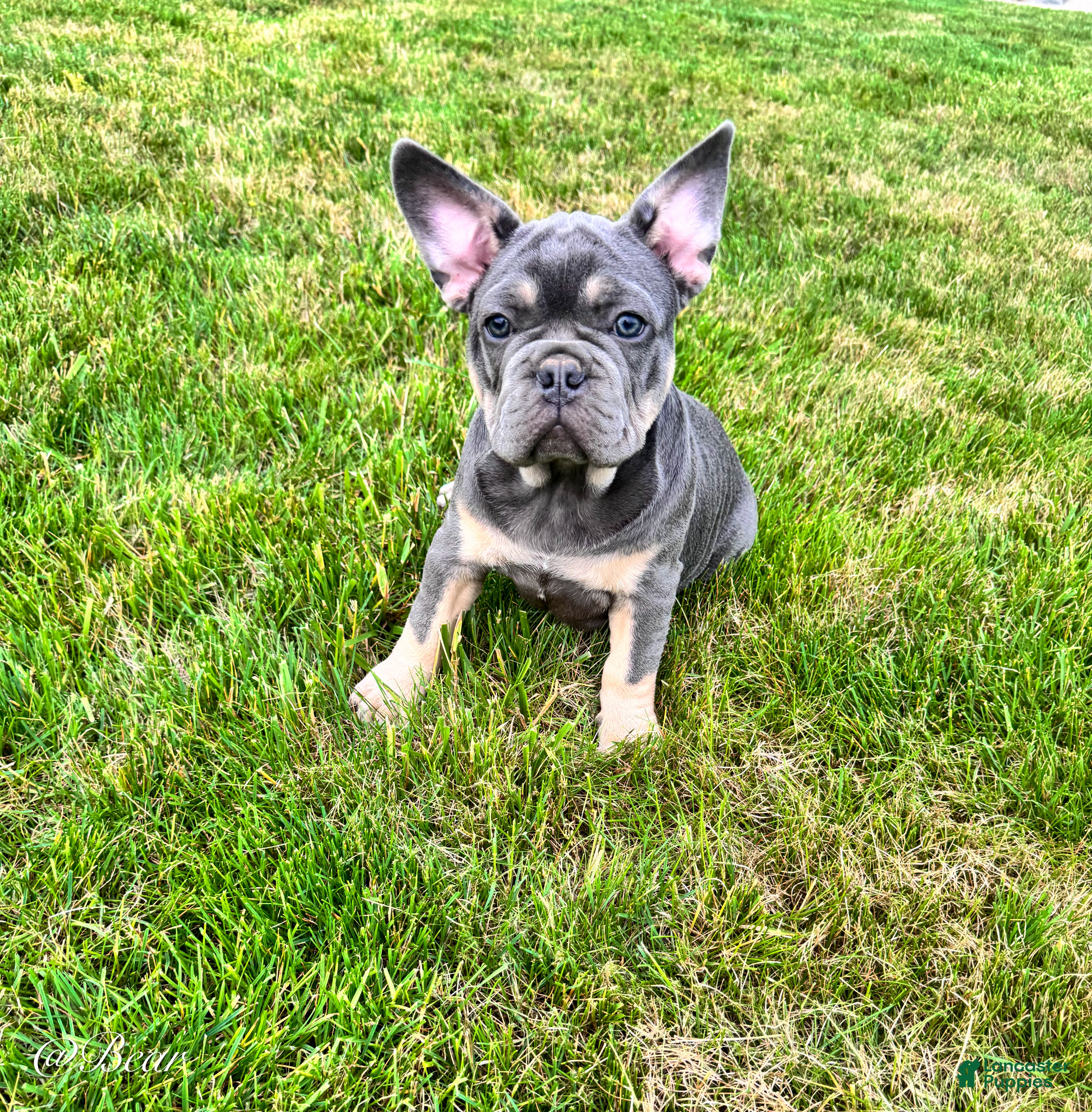 French Bulldog dogs Bear - Ad 2