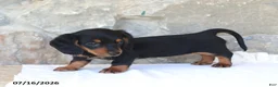 Miniature Dachshund dogs for sale: Vicky - Ad 5