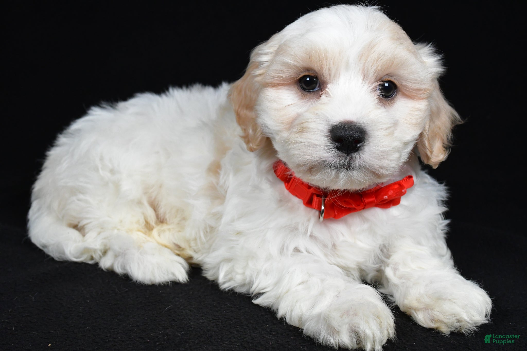 Maltipoo dogs Tucker - Ad 1