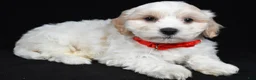 Maltipoo dogs for sale: Tucker - Ad 1