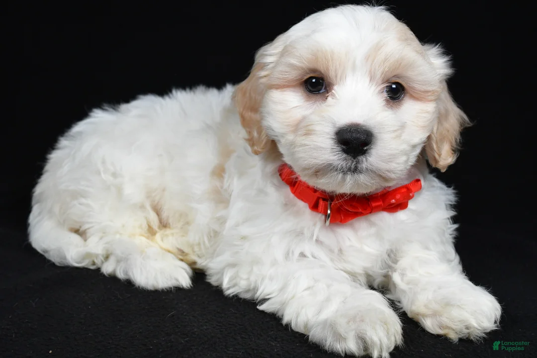 Maltipoo dogs for sale: Tucker - Ad 1