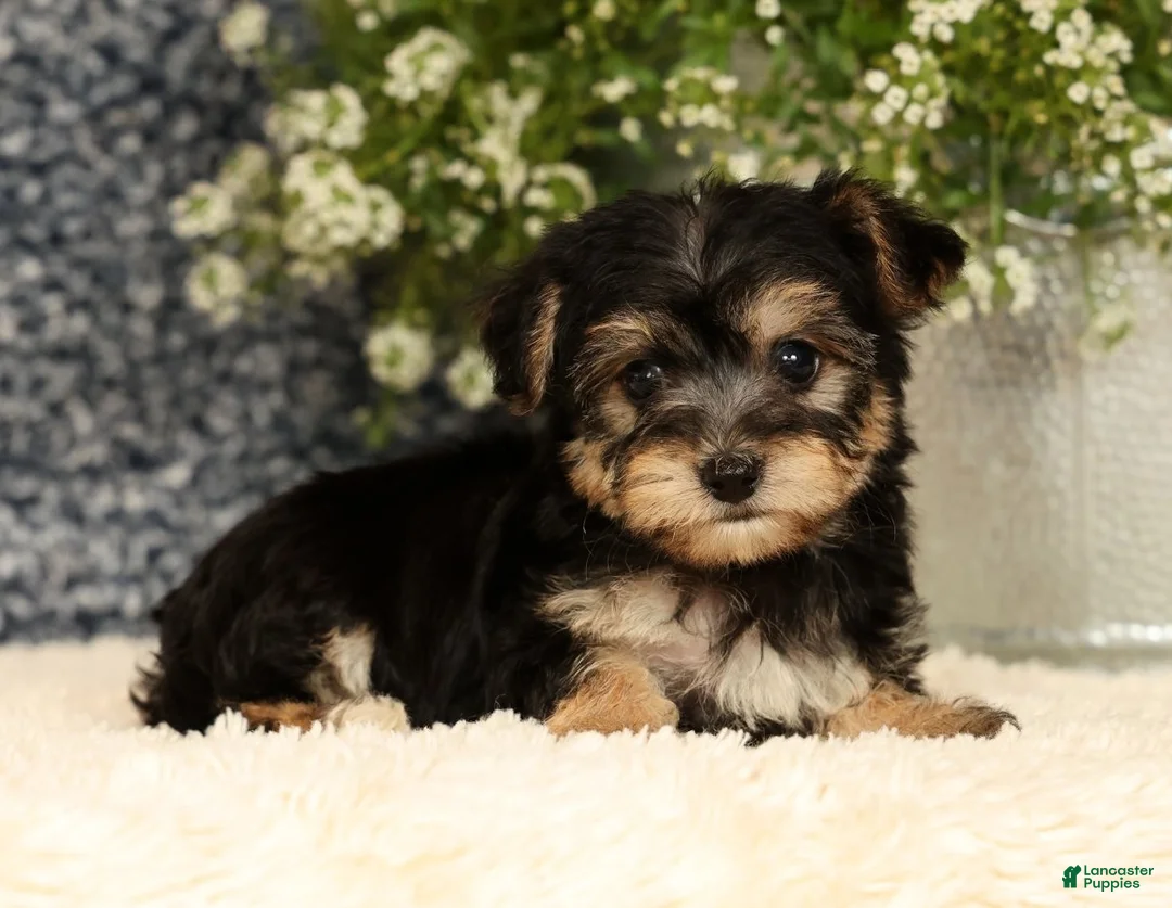 Yochon dogs for sale: Vanessa - Ad 1