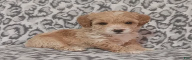 Toy Poodle Puppy 2