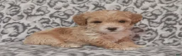 Toy Poodle dogs for sale: Toy Poodle Puppy 2 - Ad 1