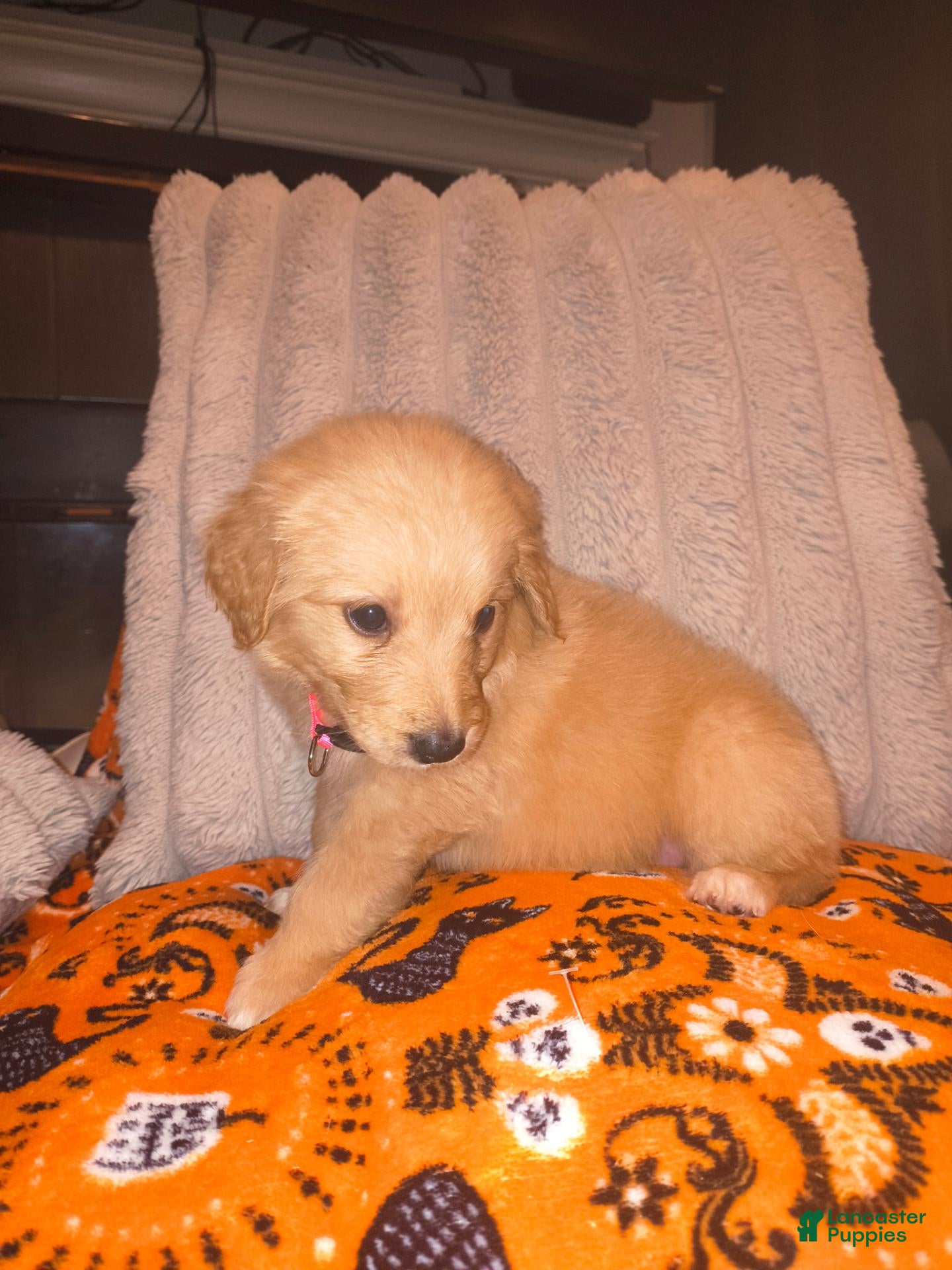 Mixed Breed dogs for sale: Pua 🐷 - Ad 4