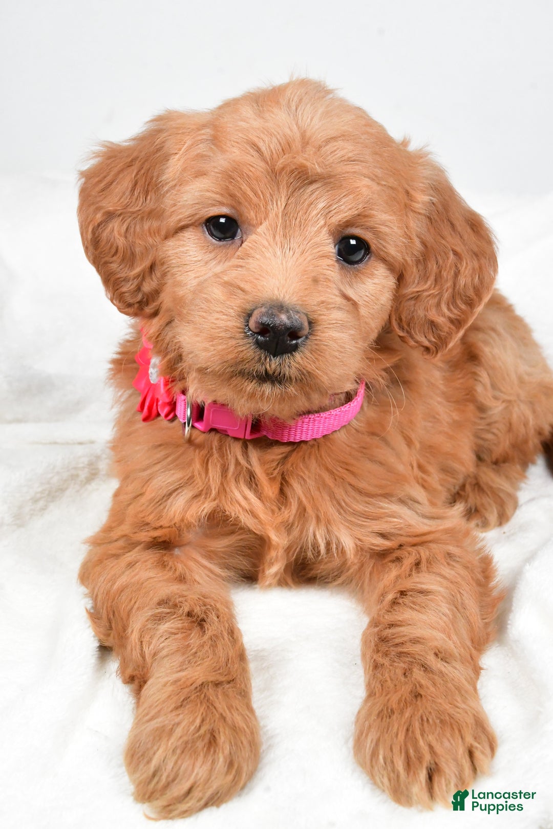 Mini Goldendoodle dogs for sale: Briella - Ad 8