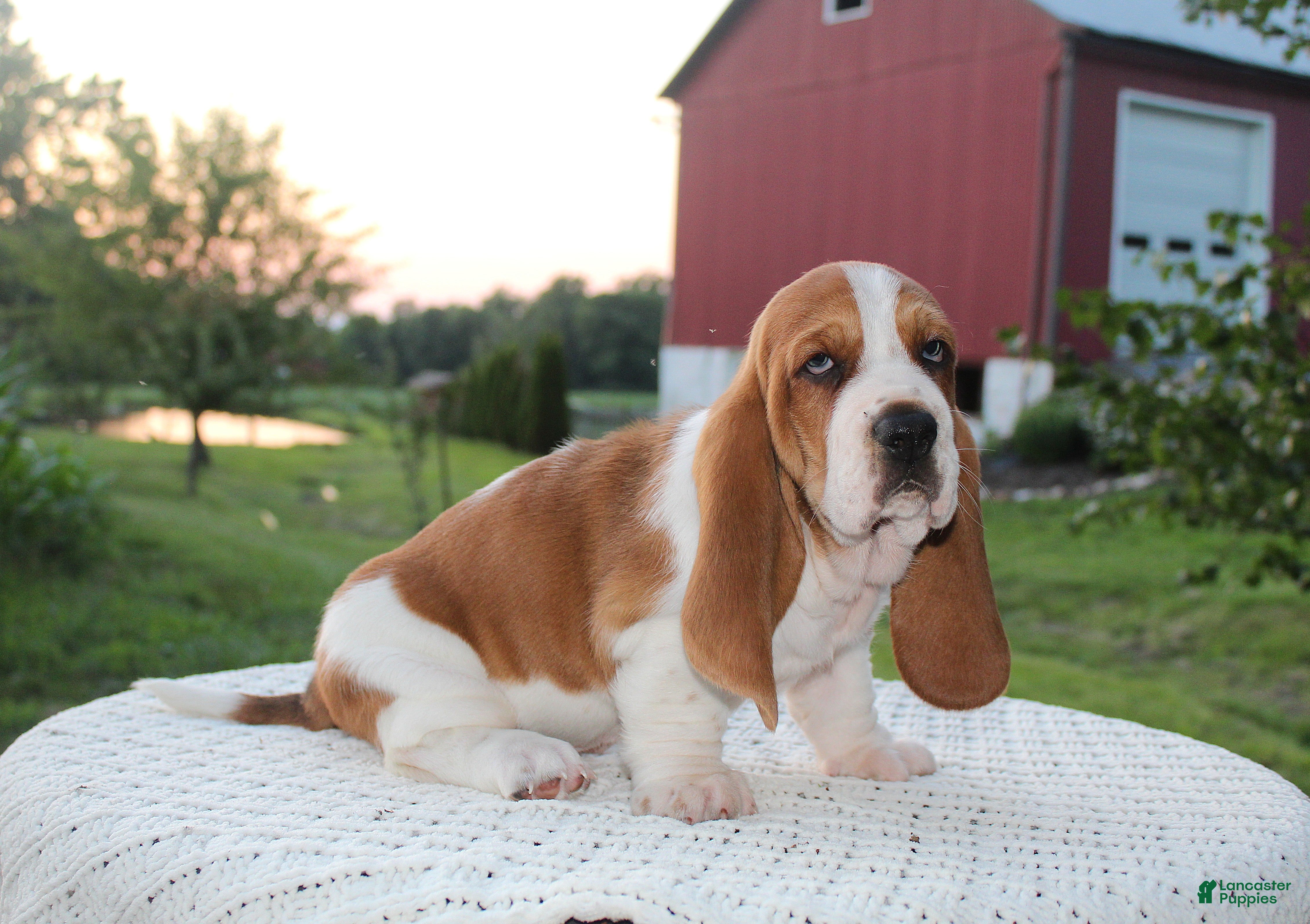 Basset Hound dogs Barney - Ad 2