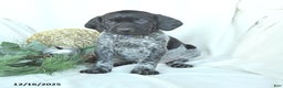 German Shorthaired Pointer dogs for sale: Dakota - Ad 2