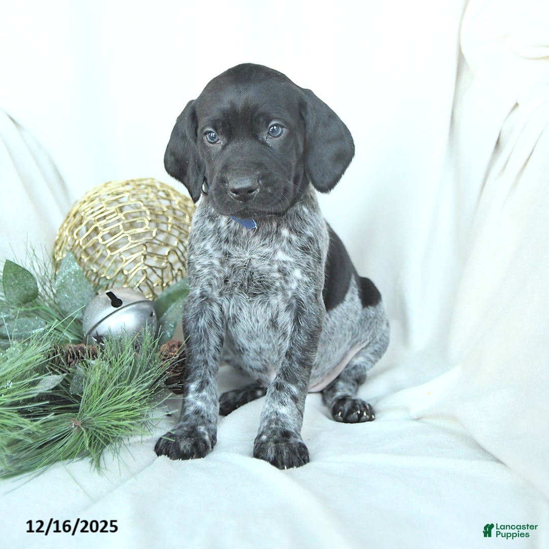 German Shorthaired Pointer dogs for sale: Dakota - Ad 2